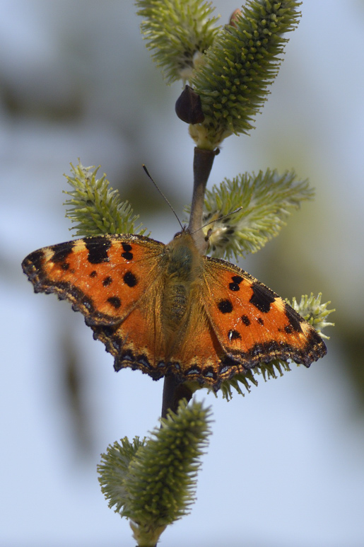 Nymphalis aglais urticae - No, Nymphalis polychloros